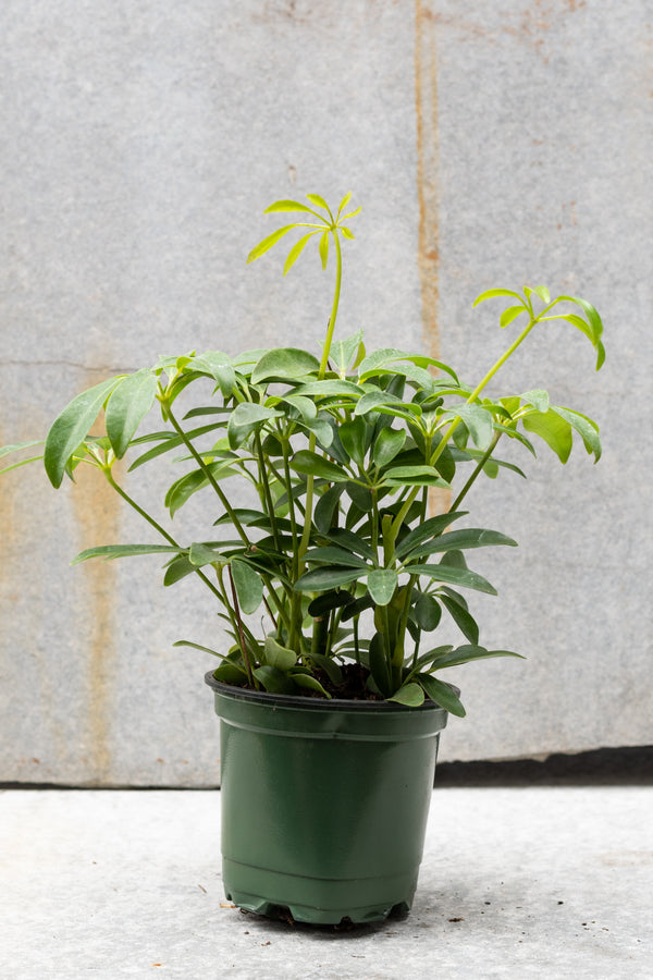 Schefflera arboricola  4"