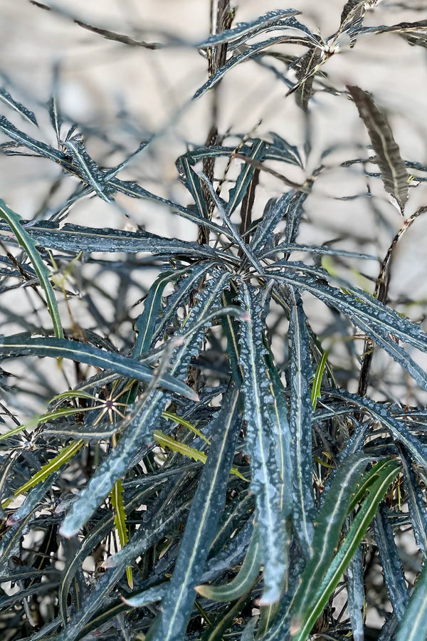 Close up of Schefflera elegantissima "False Aralia" foliage