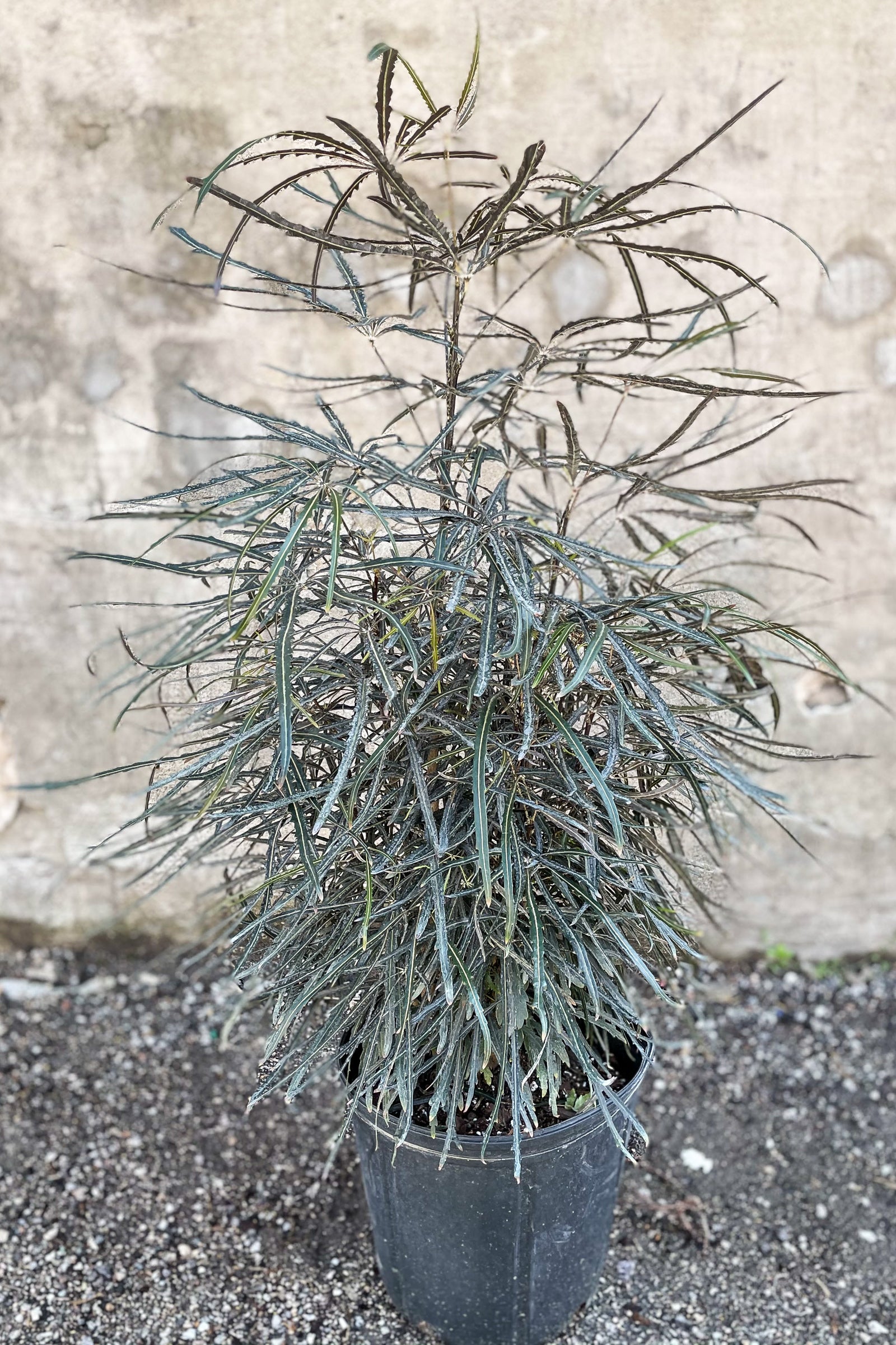 Schefflera elegantissima "False Aralia" - 10" in front of concrete wall©Sprout Home