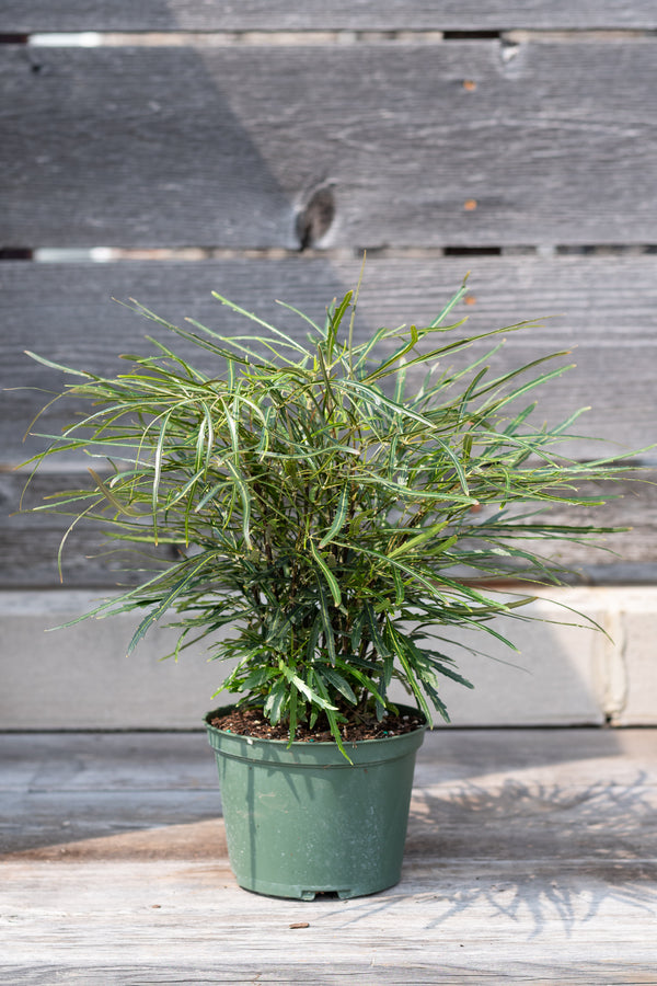 Schefflera elegantissima 6"