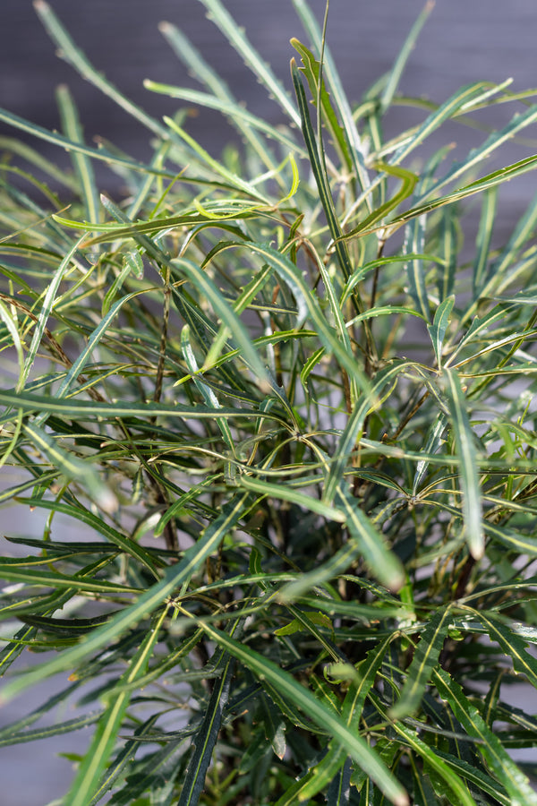 Schefflera elegantissima 6"