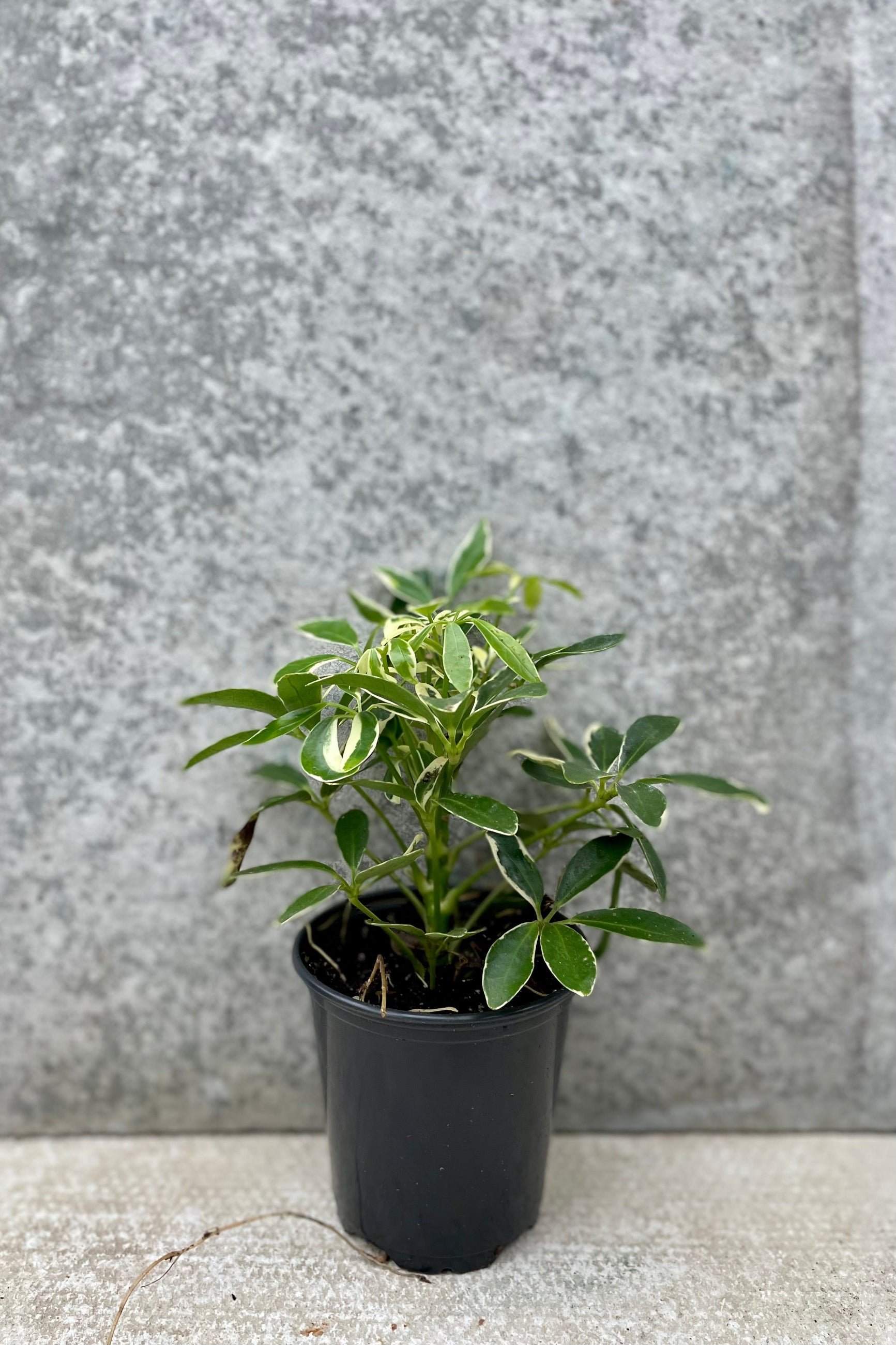 Schefflera arboricola 'MoonDrop' 4" black growers pot with variegated green and cream leaves against a grey wall ©Sprout Home