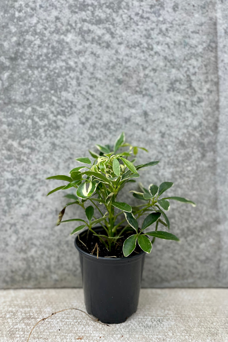 Schefflera arboricola 'MoonDrop' 4" black growers pot with variegated green and cream leaves against a grey wall