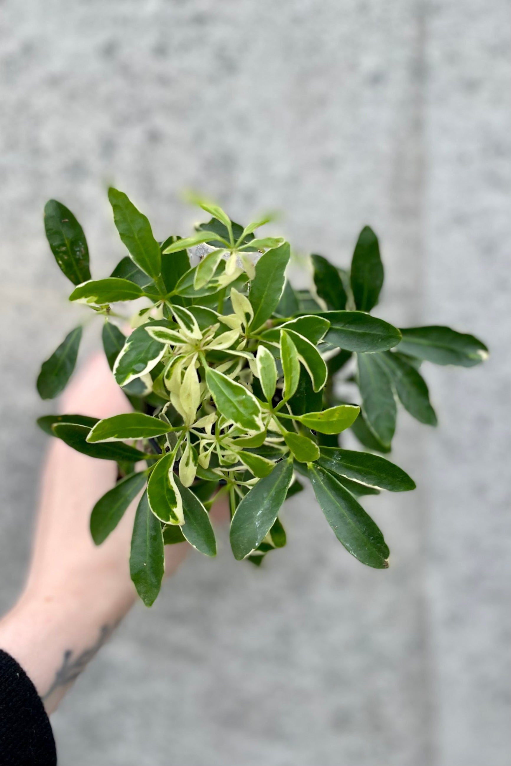 detail of Schefflera arboricola 'MoonDrop' 4" variegated green and cream leaves against a grey wall ©Sprout Home