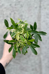 detail of Schefflera arboricola 'MoonDrop' 4" variegated green and cream leaves against a grey wall