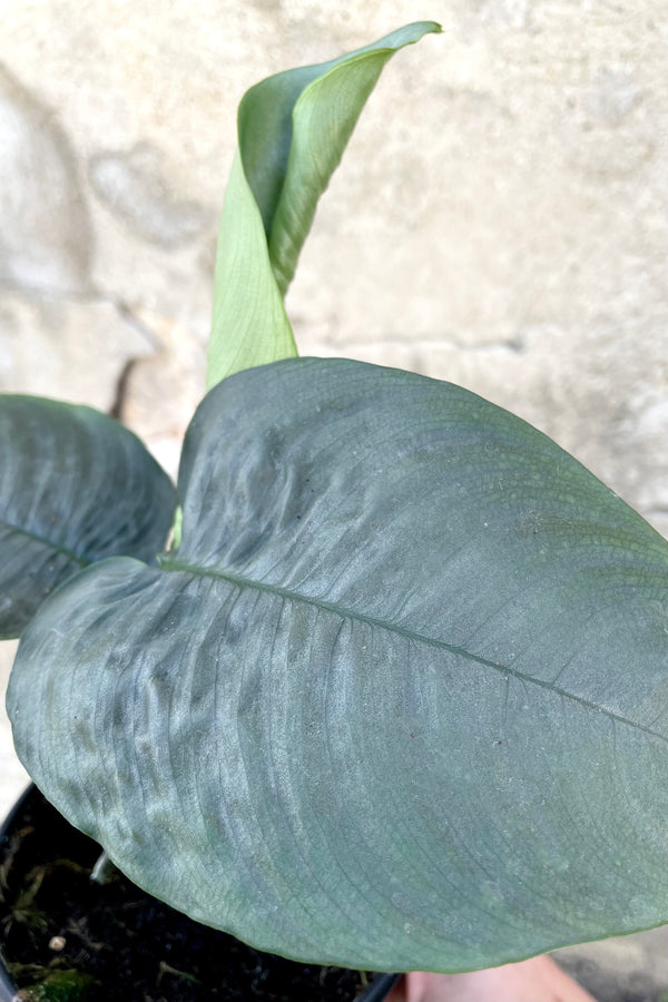 A detailed view of the Schismatoglottis hendrikii 4" against a concrete backdrop