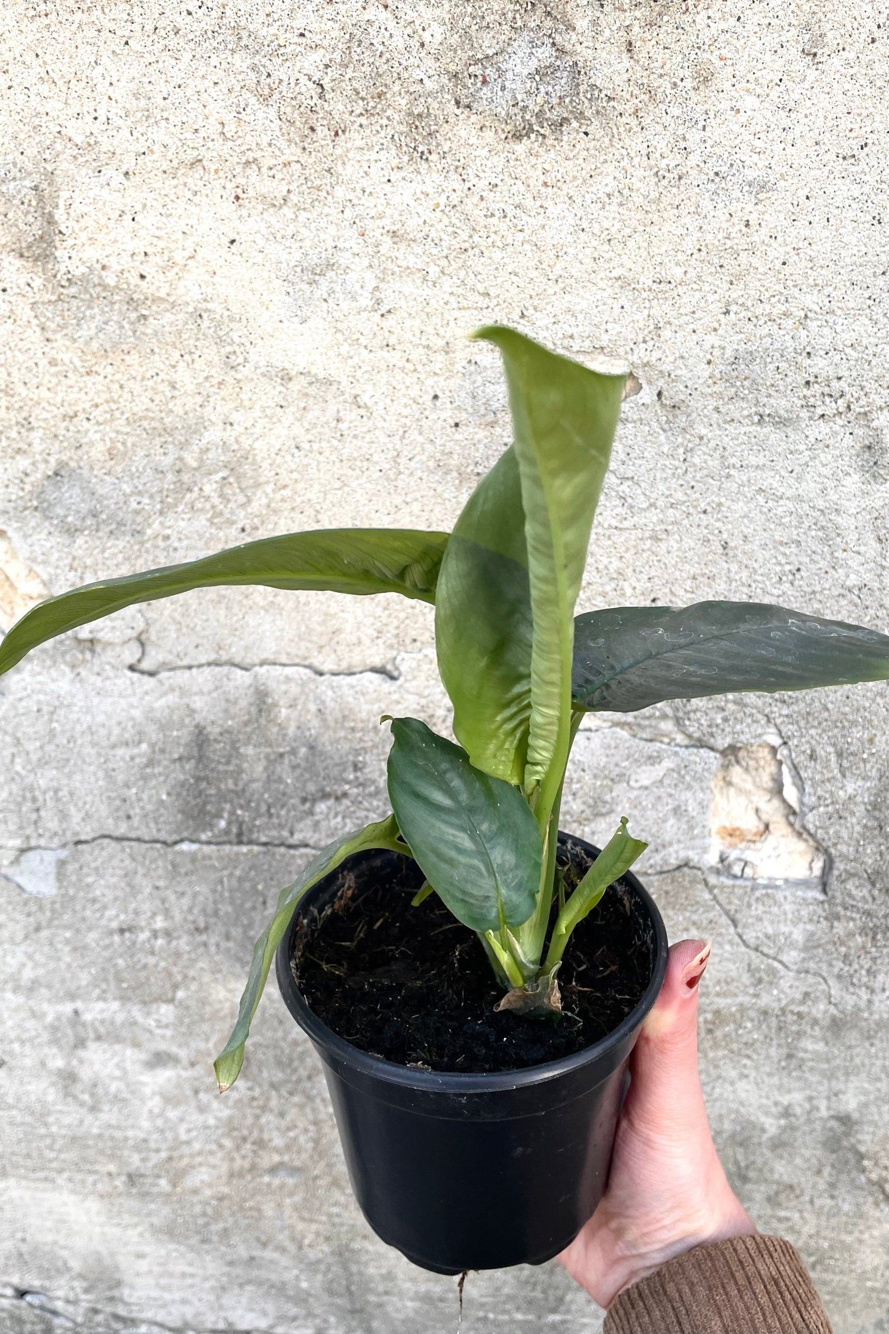 A hand holds the Schismatoglottis hendrikii 4" in a grow pot against a concrete backdrop©Sprout Home
