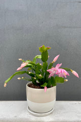 Photo of green Christmas Cactus with pink flower in beige and white porcelain pot against gray wall.