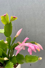Photo of pink flower and green stems of Christmas Cactus against gray wall.