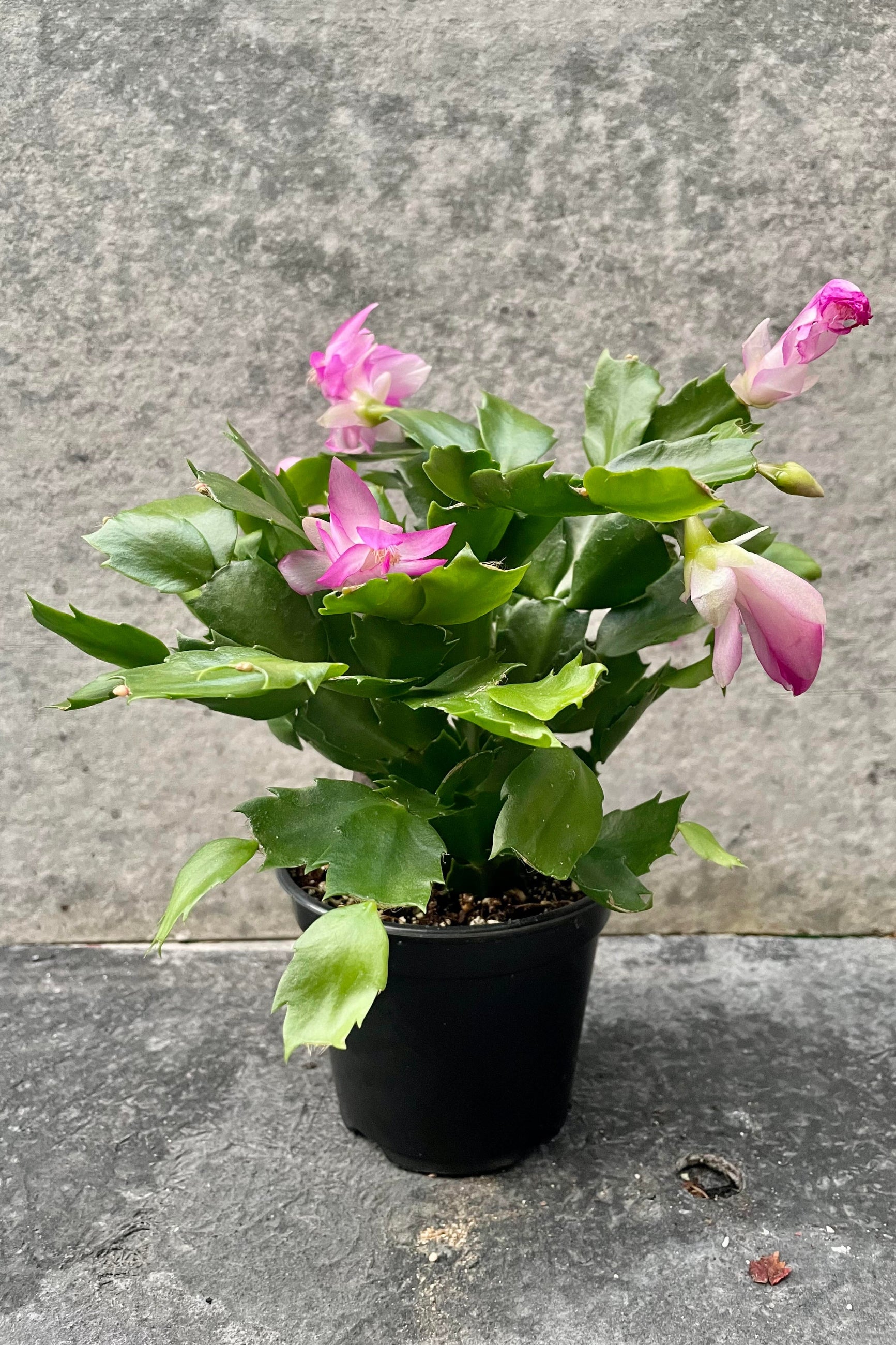 The Schlumbergera sits in a 4 inch growers pot against a grey backdrop. ©Sprout Home