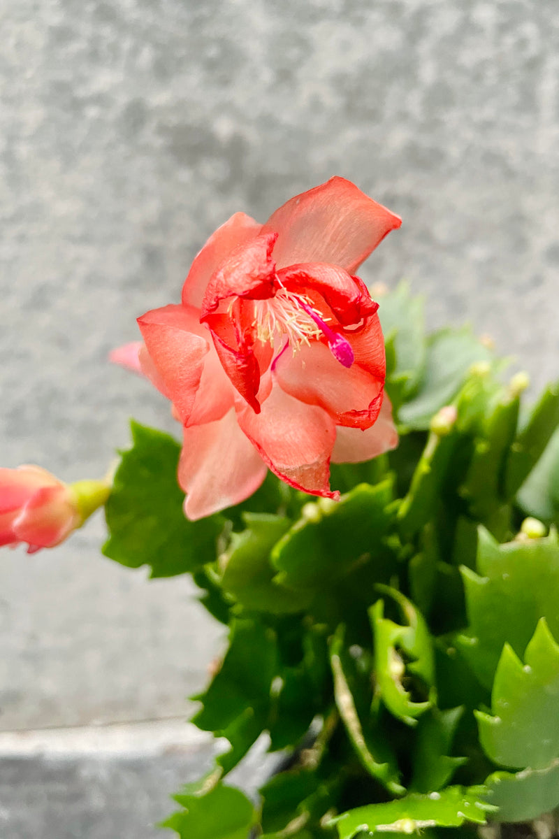 a detailed glimpse at this Schlumbergera's peach colored bloom.