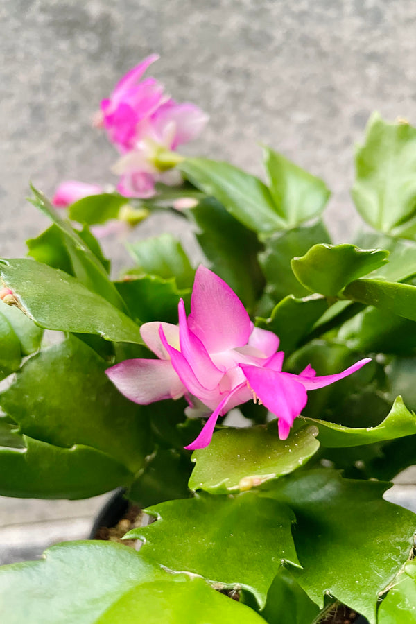 A detailed look at this Schlumbergera's purple bloom.