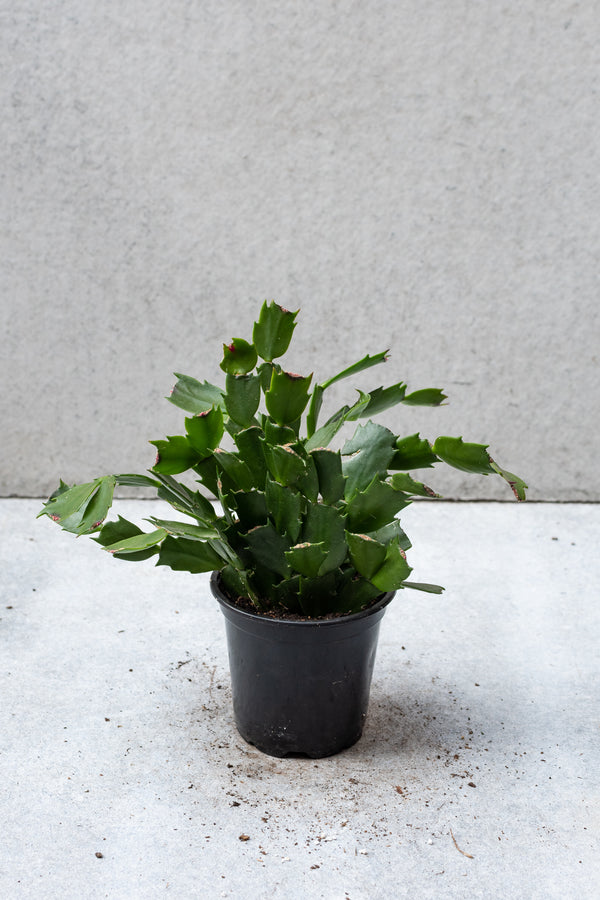 Christmas Cactus in a 4 inch pot. 