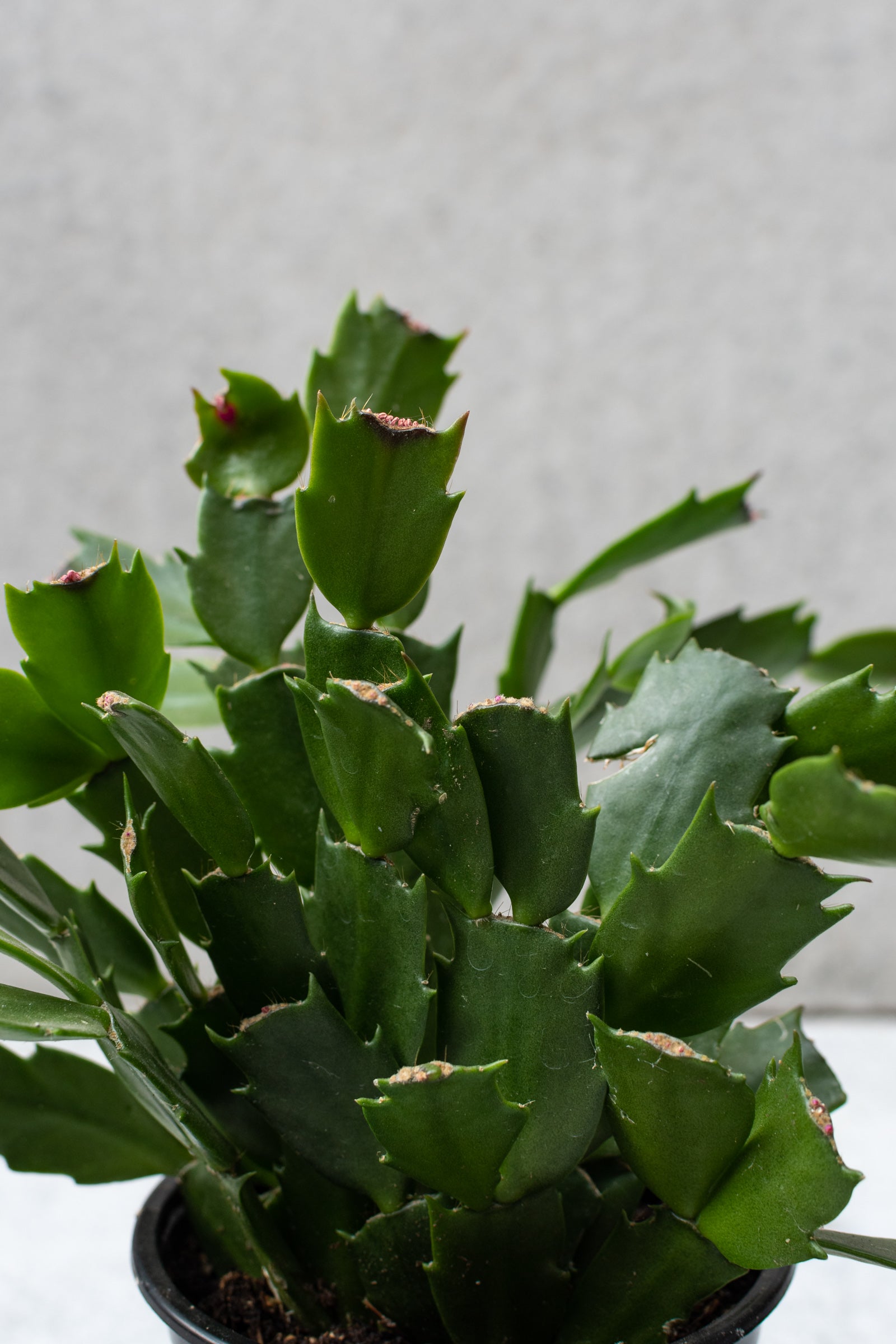 Schlumbergera "Christmas Cactus" not in bloom. 