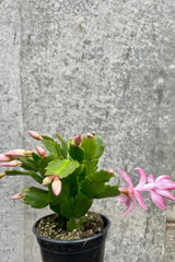 Photo of Schlumbergera Christmas Cactus against gray wall with pink flowers and flower buds.