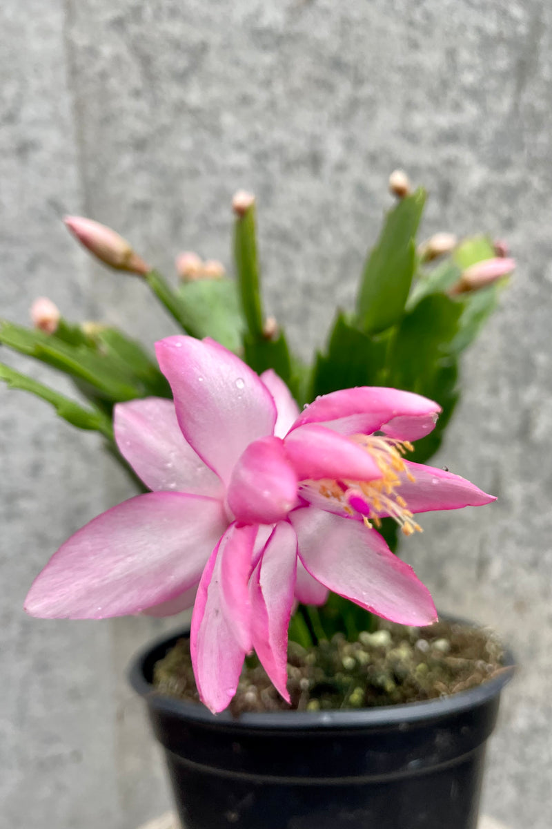 Photo of pink flower against gray wall of Schlumbergera Christmas Cactus.