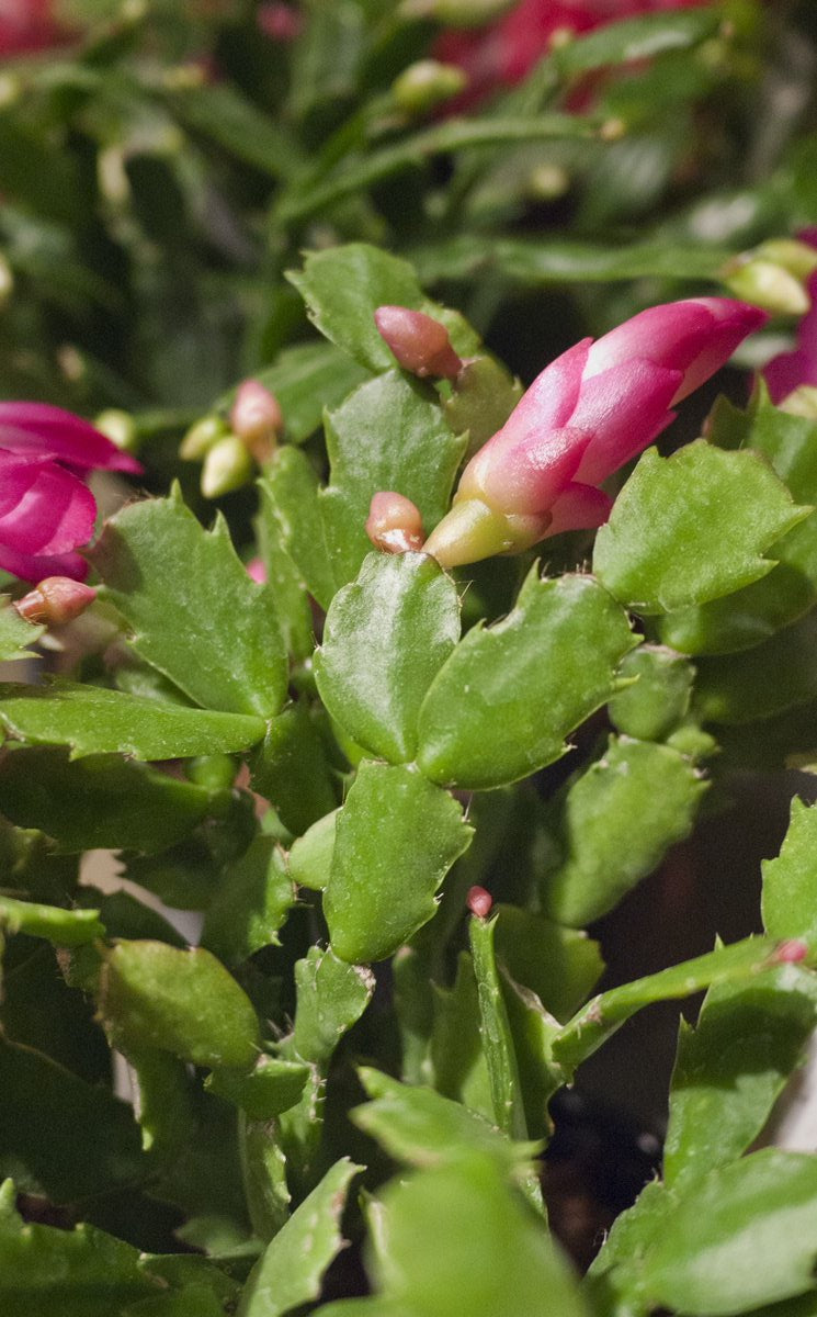 Dark pink flowering Schlumbergera up close.
