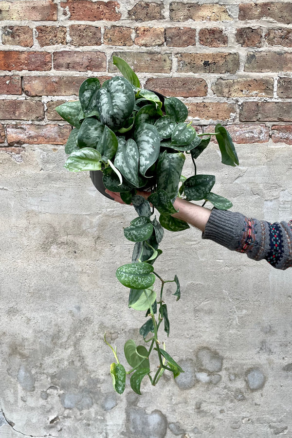 Scindapsus pictus 10" black growers pot with variegated green vining leaves 