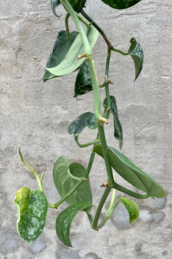 Scindapsus pictus 10" detail of variegated vining leaves 