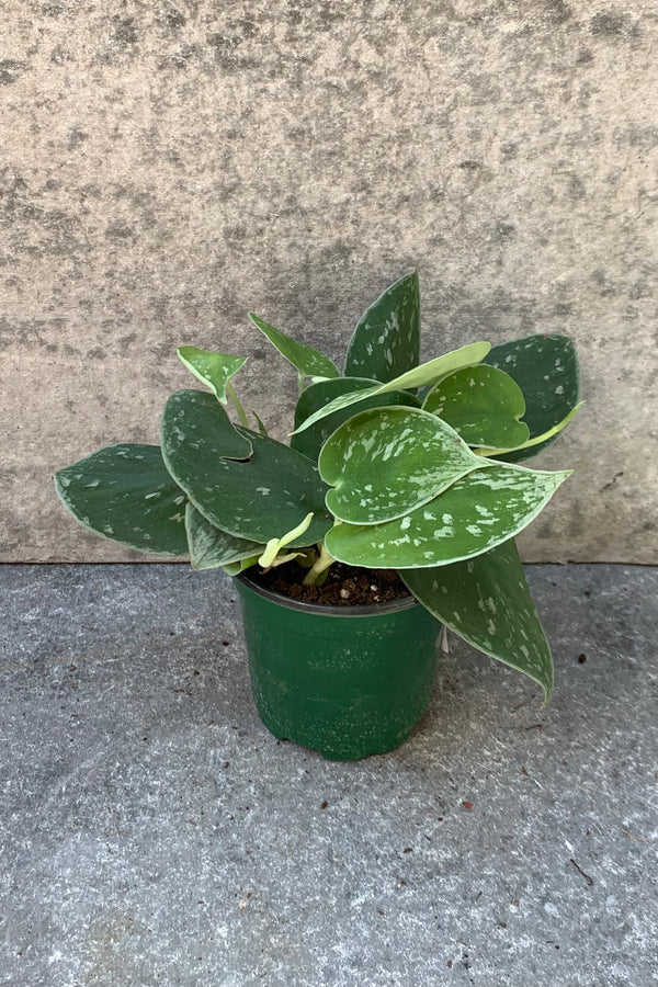 Scindapsus pictus "Satin Pothos" plant in a 4 inch pot.