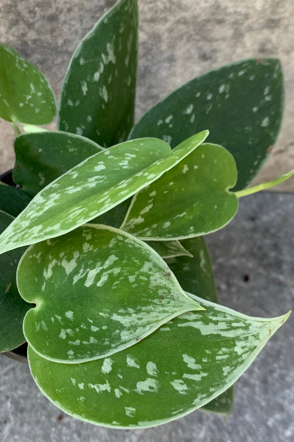 Scindapsus pictus leaves pictured up close.