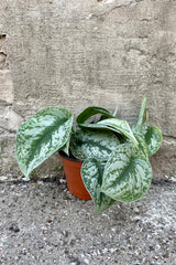 Scindapsus pictus 6" orange growers pot with variegated vining leaves against a grey wall