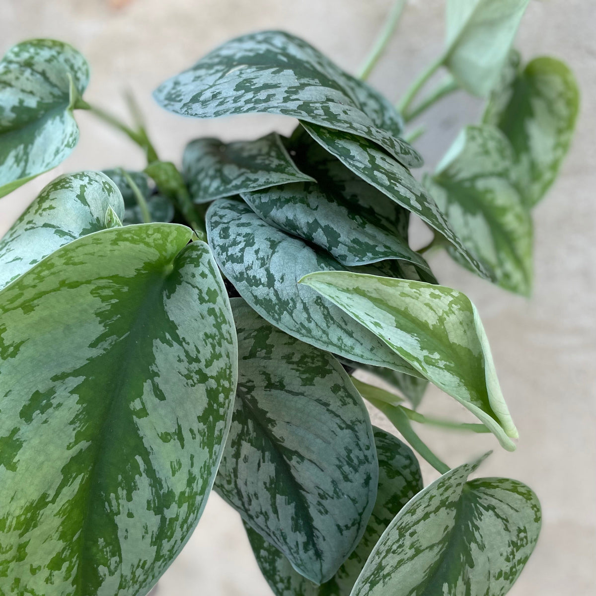 Silver Splash Pothos, Scindapsus Pictus ‘Exotica’