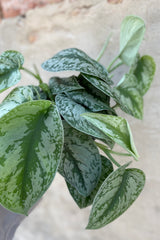 details of Scindapsus pictus 6" variegated vining leaves against a grey wall