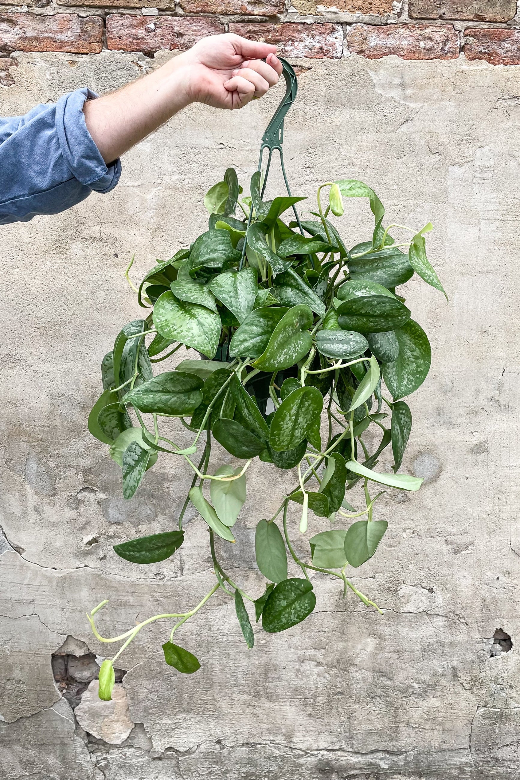 Scindapsus pictus "Satin Pothos" in hanging grow pot in front of concrete wall ©Sprout Home