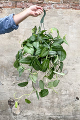 Scindapsus pictus "Satin Pothos" in hanging grow pot in front of concrete wall
