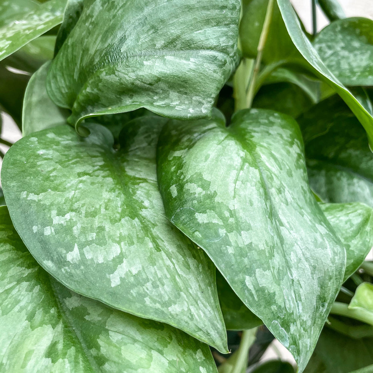 scindapsus pictus vs satin pothos Scindapsus pictus 8"