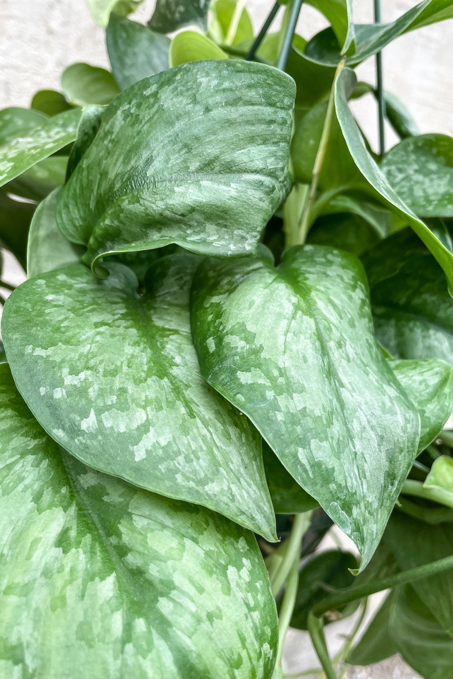 Close up of Scindapsus pictus "Satin Pothos" leaves ©Sprout Home