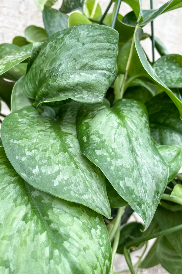 Close up of Scindapsus pictus "Satin Pothos" leaves