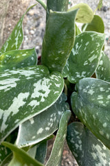 An overhead close-up view of the leaves of the 4" Scindapsus pictus 'Exotica' against a concrete backdrop