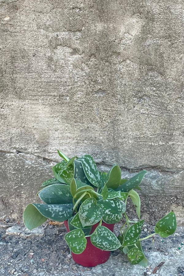 A frontal view of the 4" Scindapsus pictus 'Exotica' against a concrete backdrop