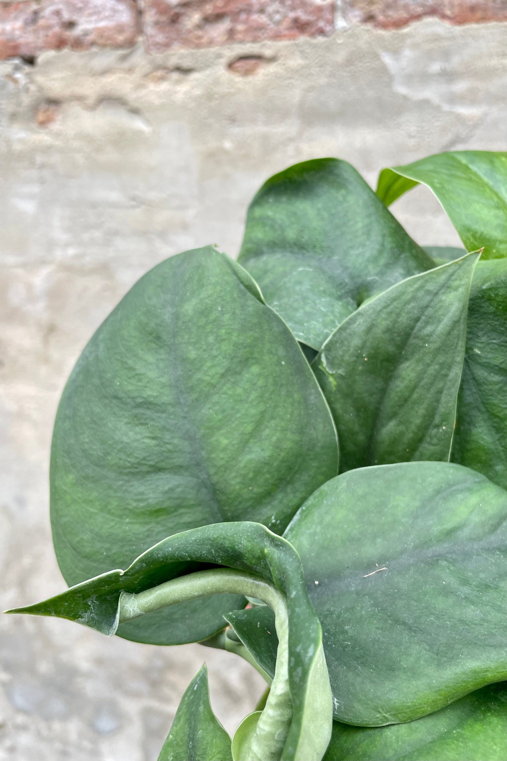 Scindapsus pictus 'Jade Satin' 6" detail of Deep green heart shaped leaves against a grey wall ©Sprout Home