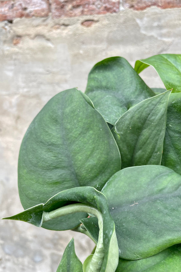 Scindapsus pictus 'Jade Satin' 6" detail of Deep green heart shaped leaves against a grey wall