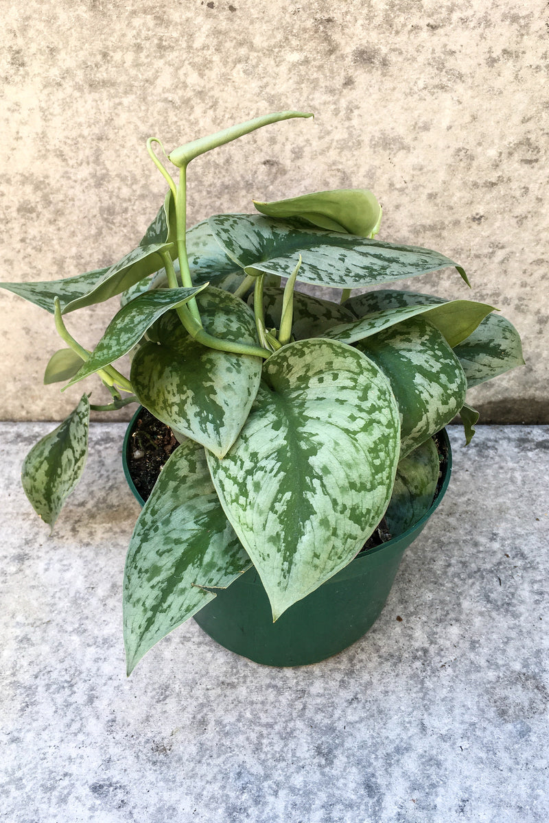 Scindapsus pictus 'Silver Satin' in front of grey background