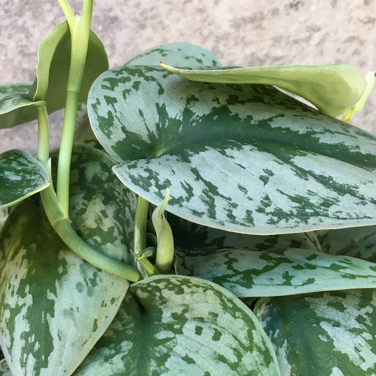 silver satin scindapsus pothos Scindapsus pictus 'Silver Satin' 6" at SPROUT HOME