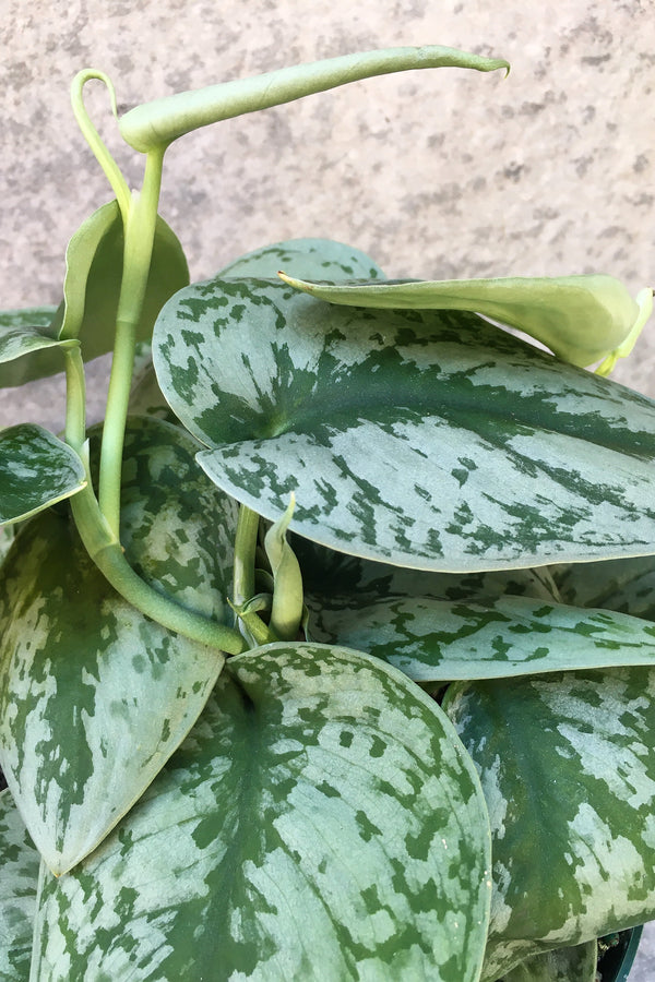 Close up of unfurling Scindapsus pictus 'Silver Satin' leaf