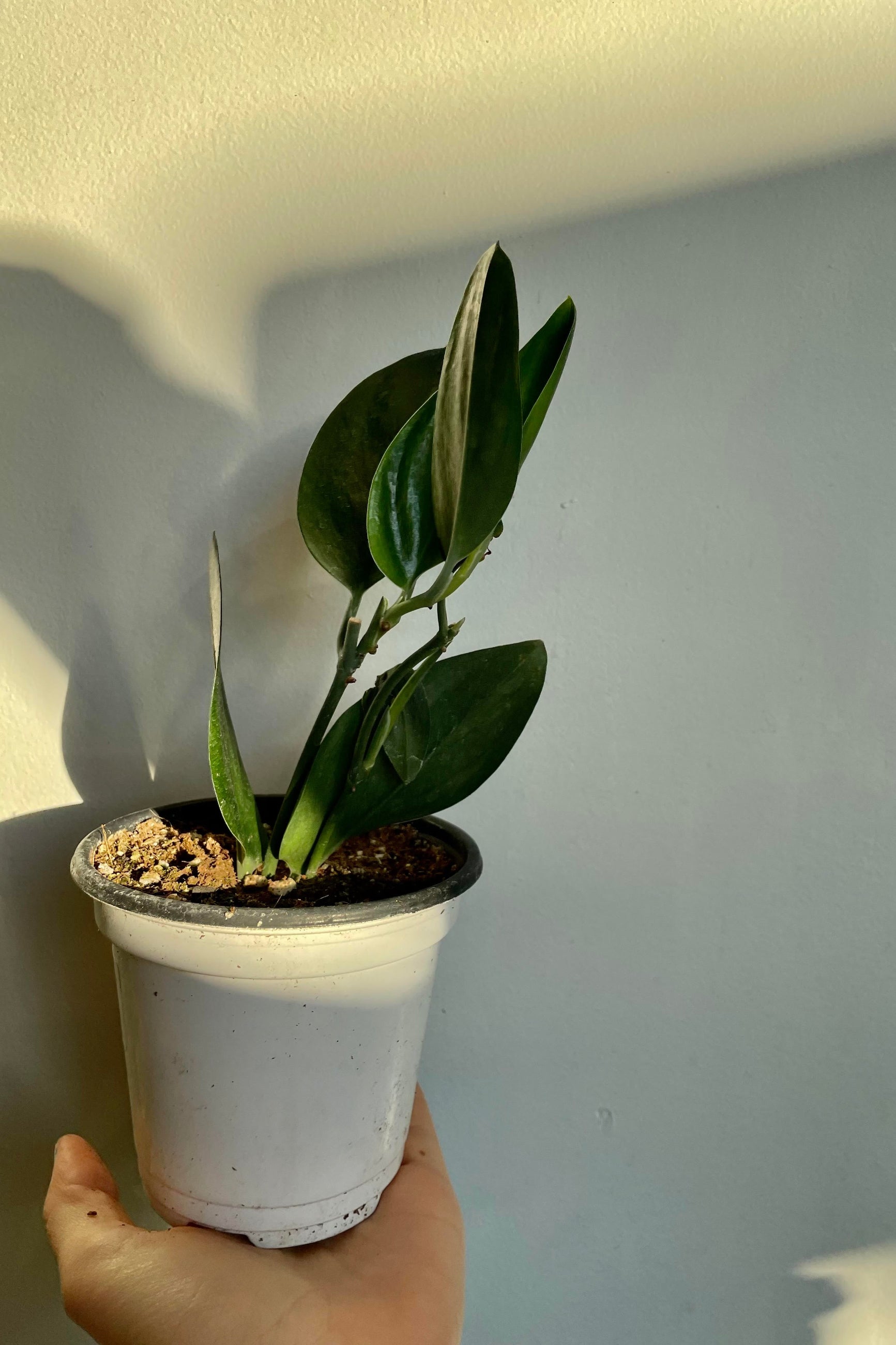 A hand holds the Scindapsus treubii 'Dark Form' 4"  against a white backdrop.  ©Sprout Home