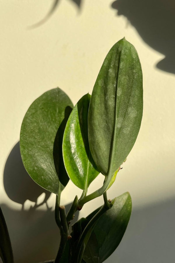 A detailed look at the Scindapsus treubii 'Dark Form' 4"