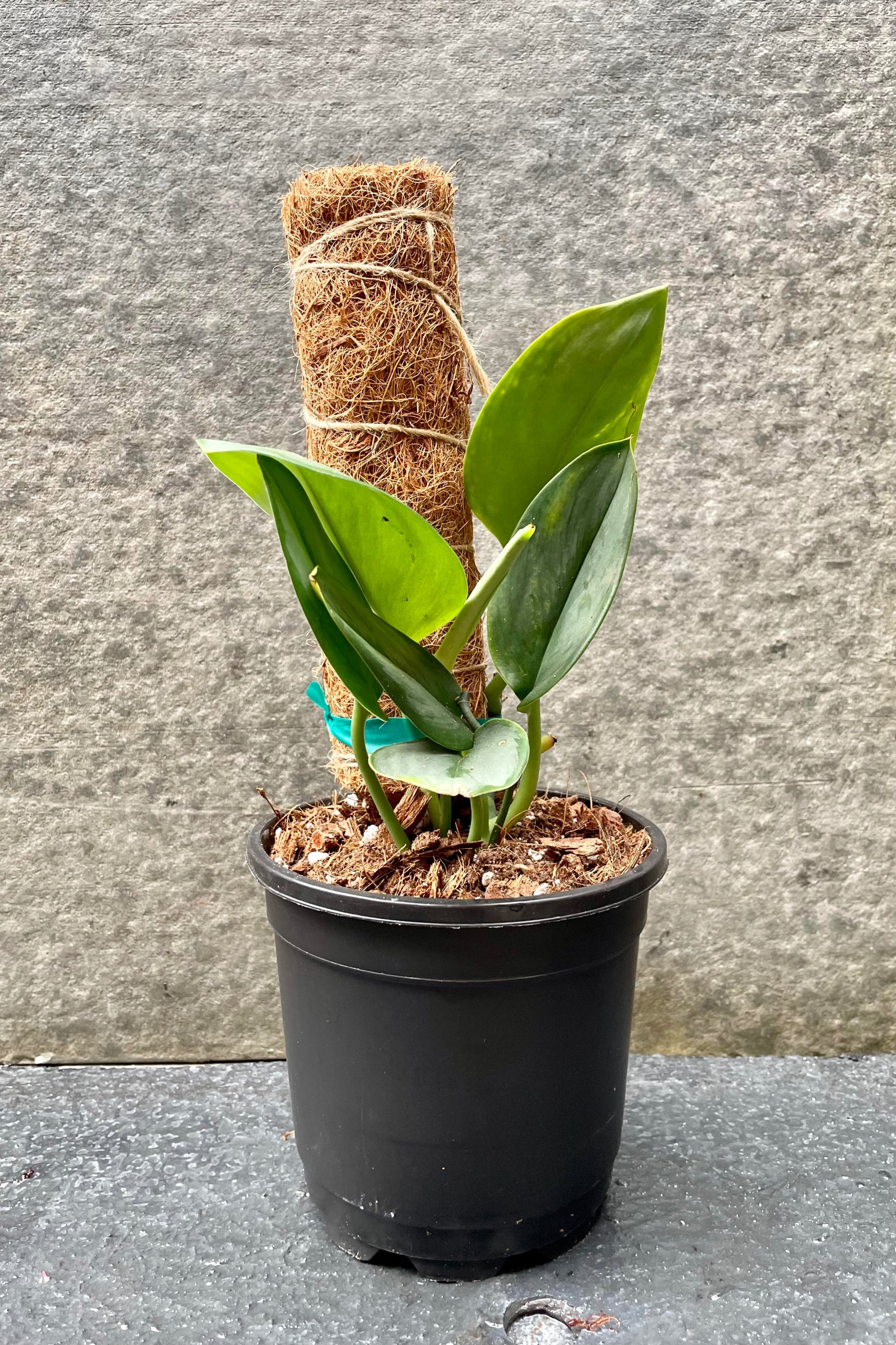 The Scindapsus treubii 'Moonlight' grows up its moss pole in a 5 inch growers pot.  ©Sprout Home