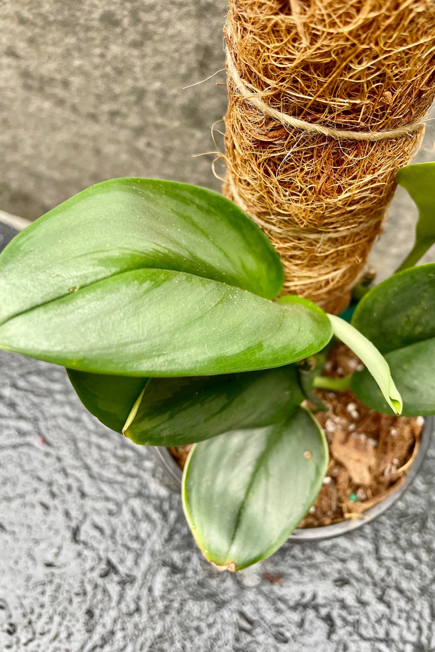 The foliage of the Scindapsus treubii 'Moonlight' grows up a moss pole.  ©Sprout Home
