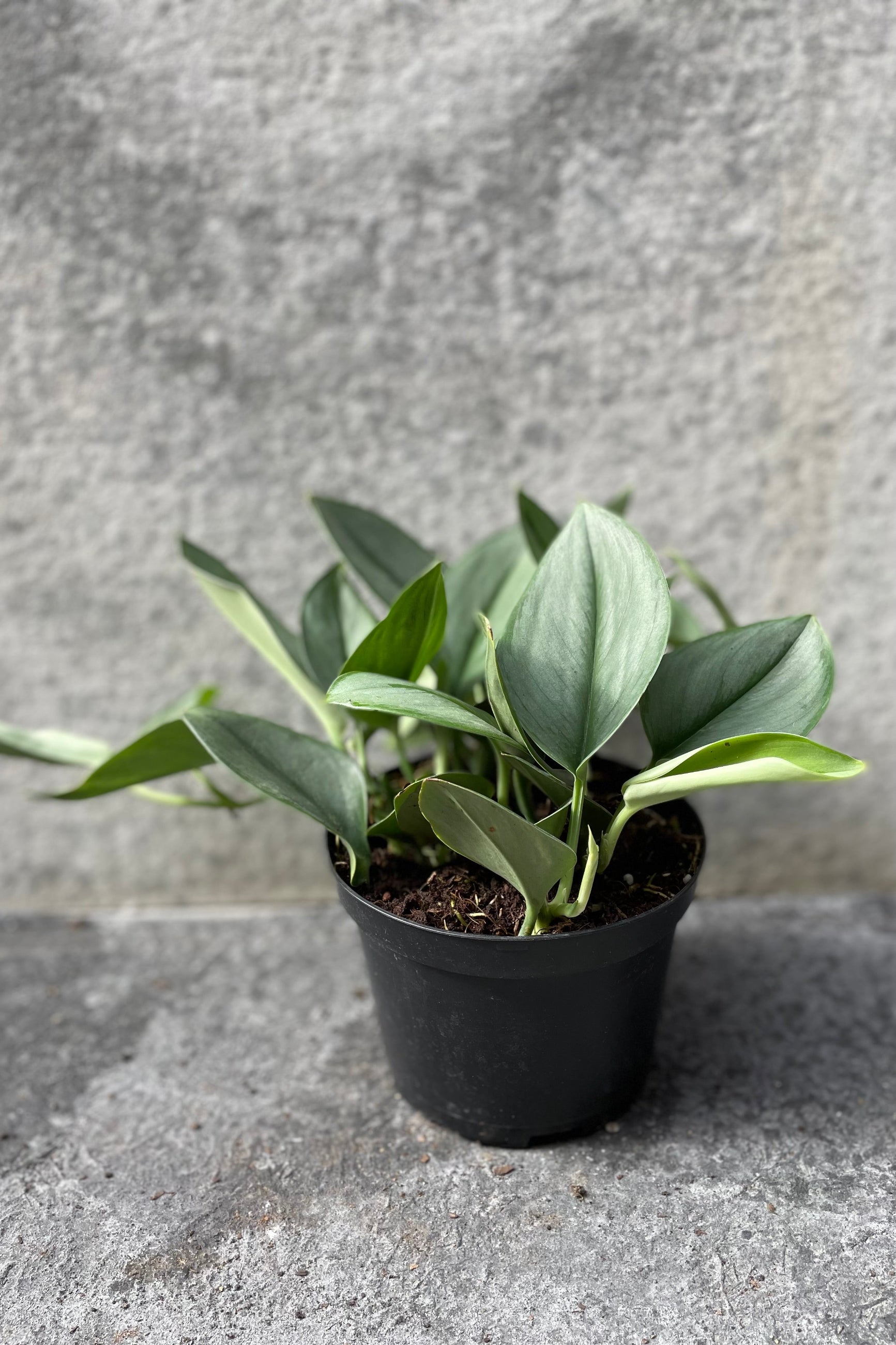 Scindapsus treubii 'Moonlight' in grow pot in front of grey background  ©Sprout Home