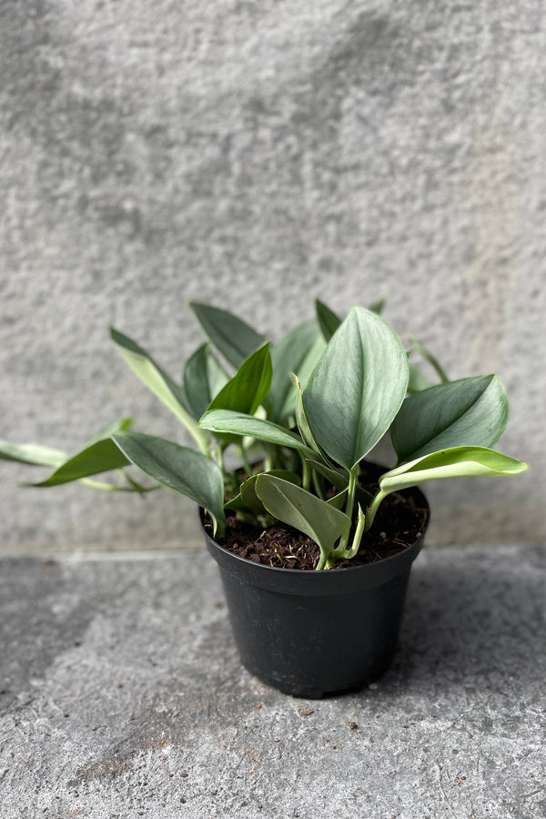 Scindapsus treubii 'Moonlight' in grow pot in front of grey background