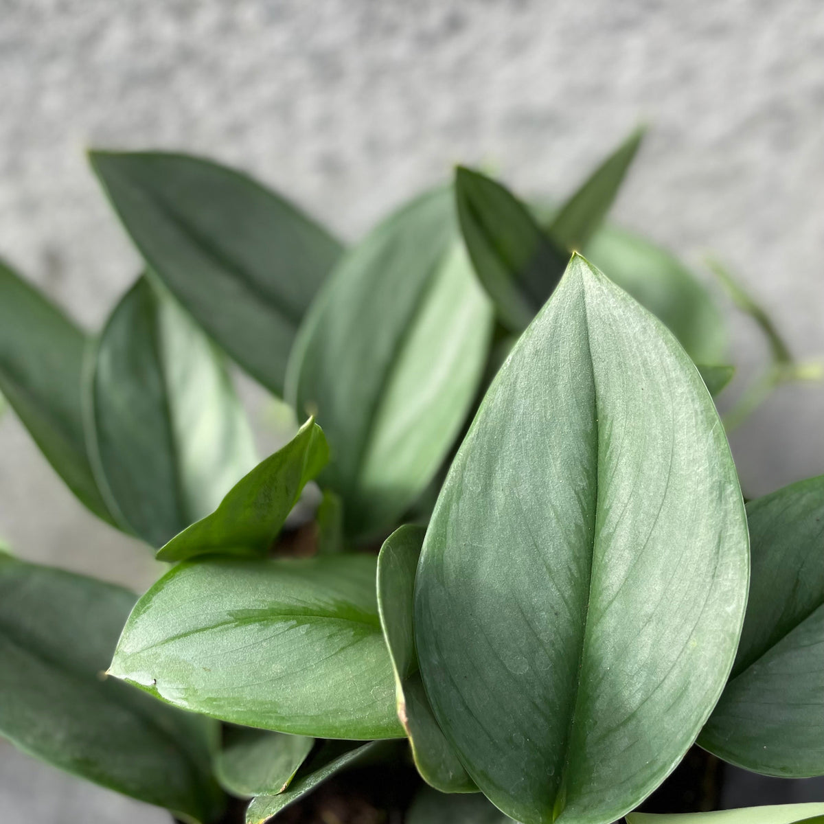 moonlight pothos for sale Scindapsus treubii 'Moonlight' 6