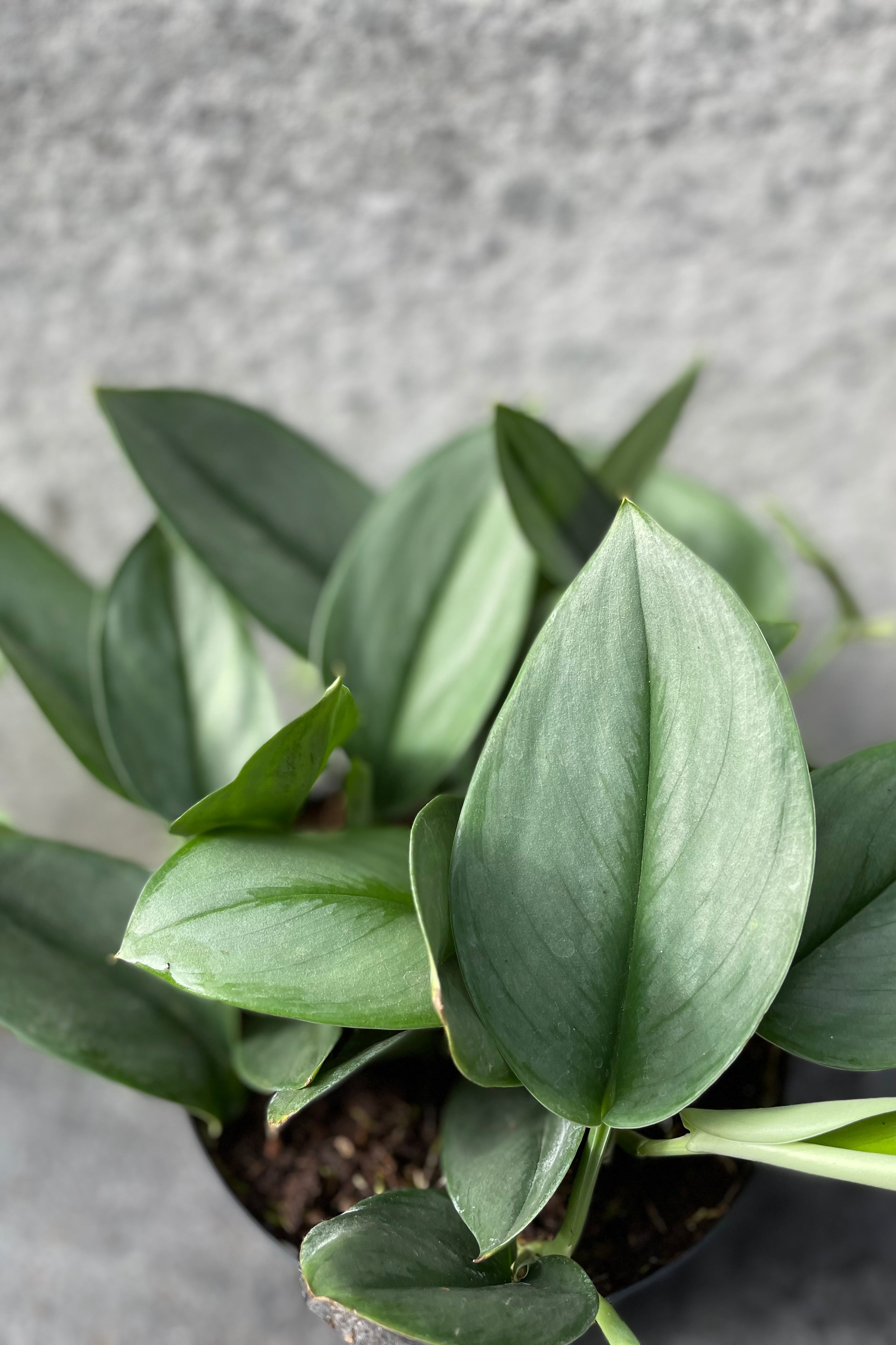 Close up of Scindapsus treubii 'Moonlight' leaves