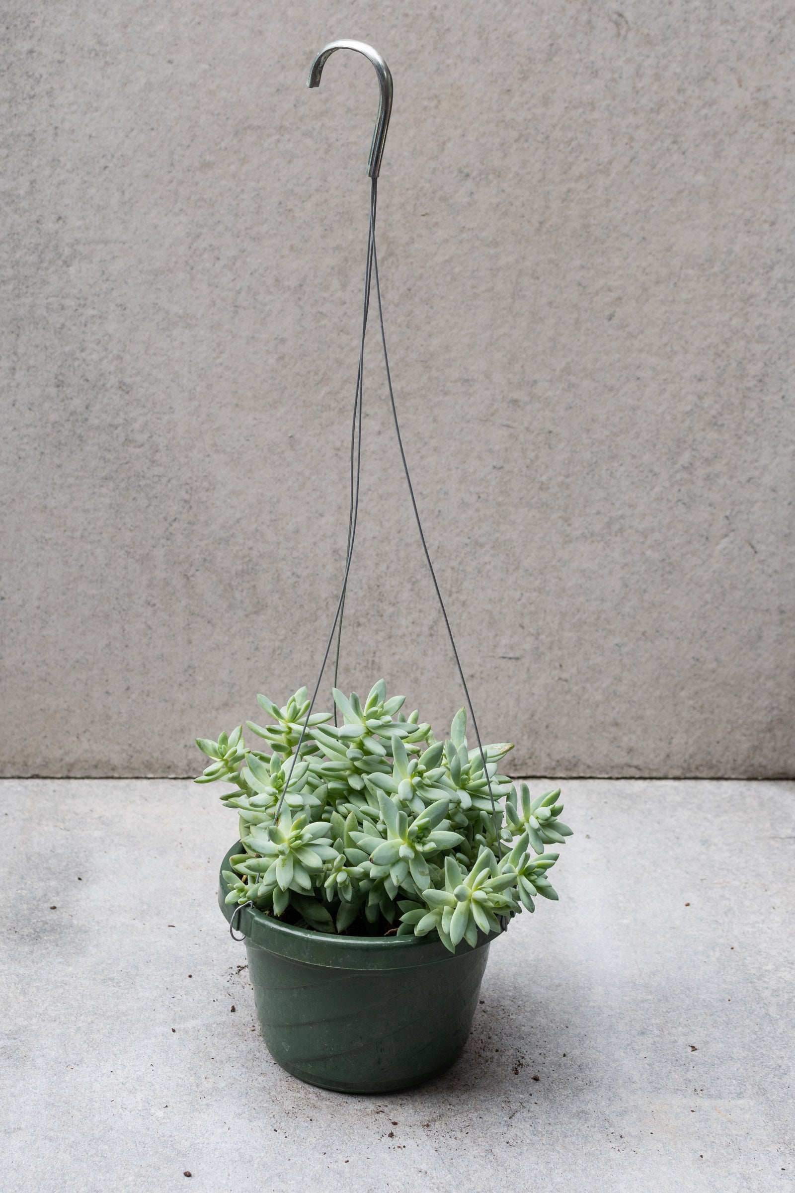 Sedum hybrid 6"