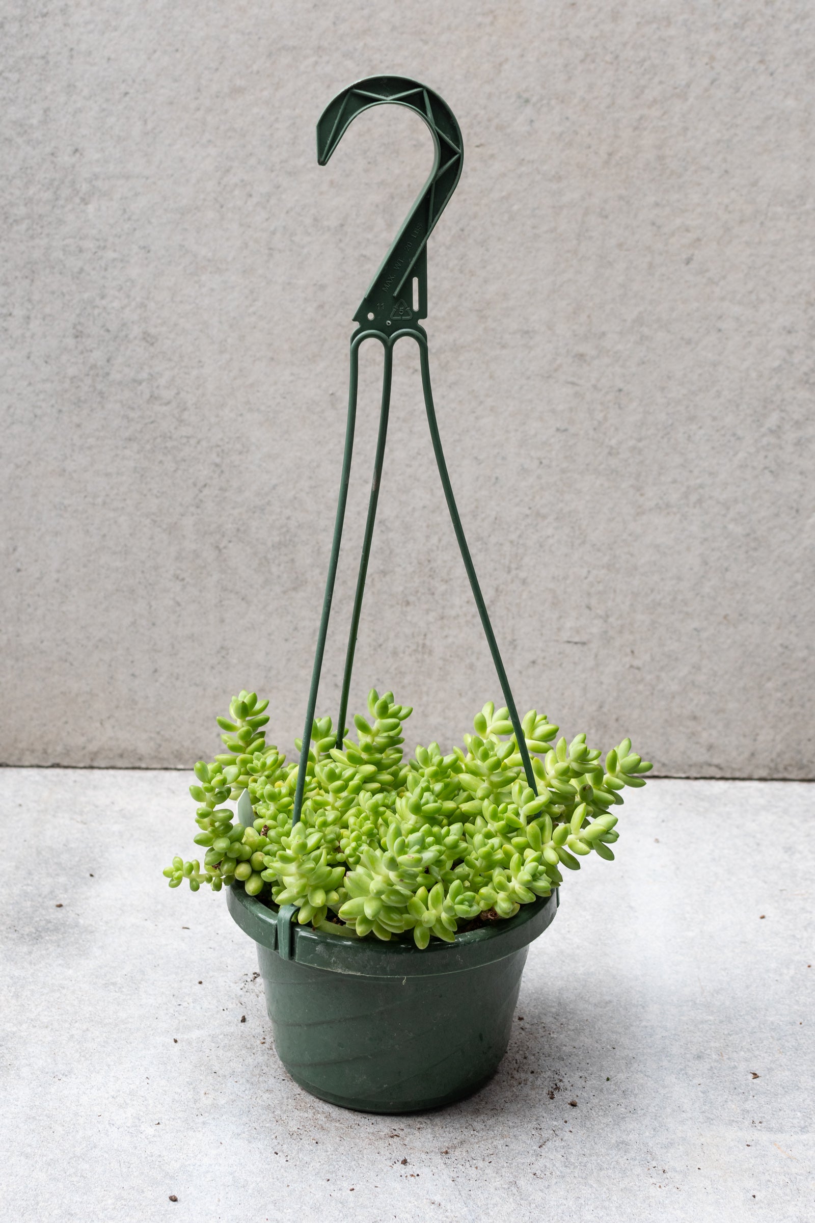 Sedum hybrid 6"